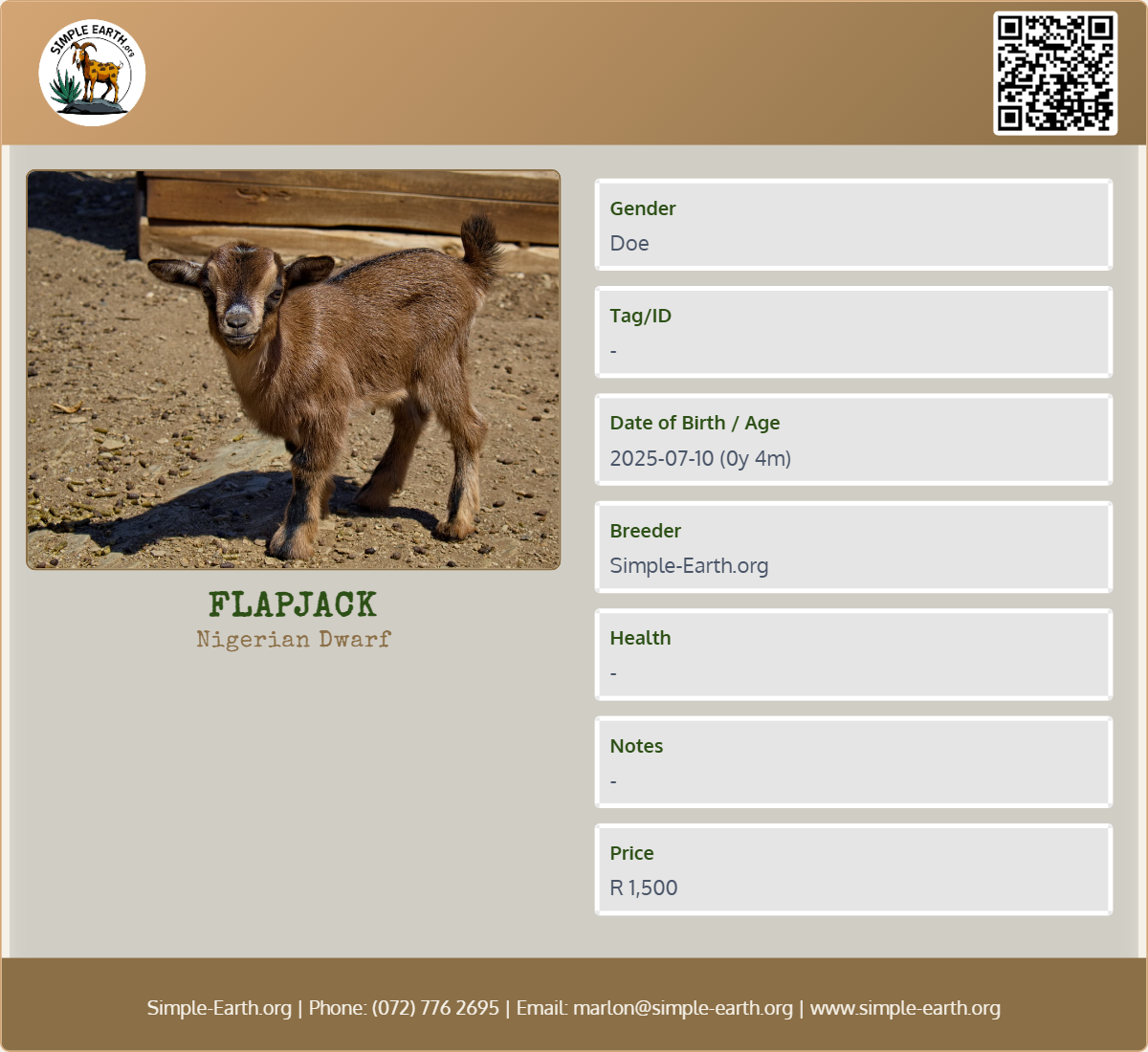 Flapjack - Nigerian Dwarf