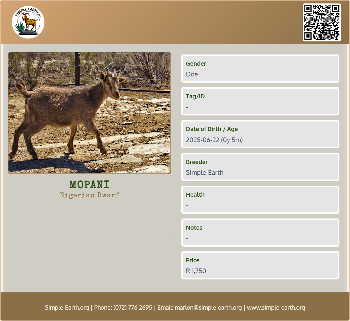 Mopani - Nigerian Dwarf