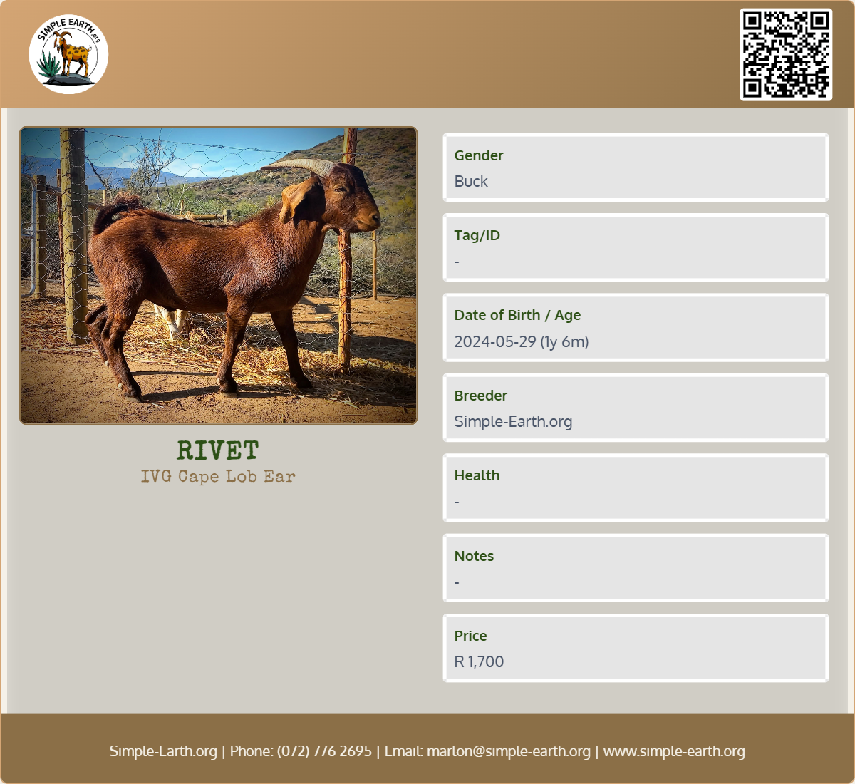 Rivet - IVG Cape Lob Ear